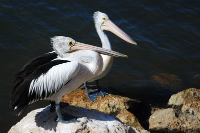 Close-up of gray heron by water