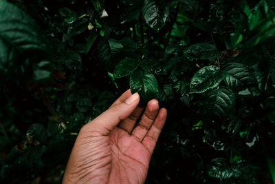 Cropped hand of person holding plant