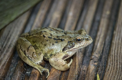 Close-up of frog on wood