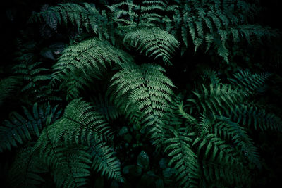 Close-up of fern leaves