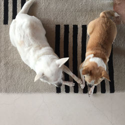 High angle view of a dog on footpath