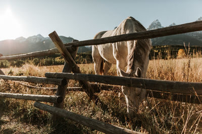 Close-up of horse grazing on field