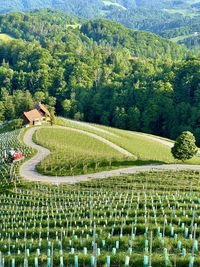 Scenic view of agricultural field