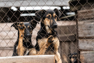 Portrait of dog looking through chainlink fence