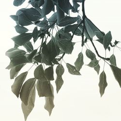 Close-up of leaves against white background