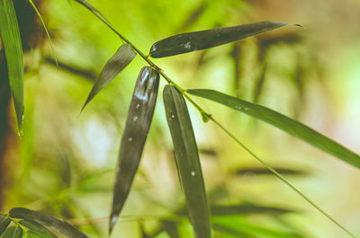 Close-up of plants