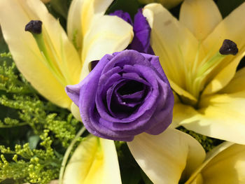 Close-up of purple flowering plant