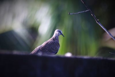 Close-up of bird perching