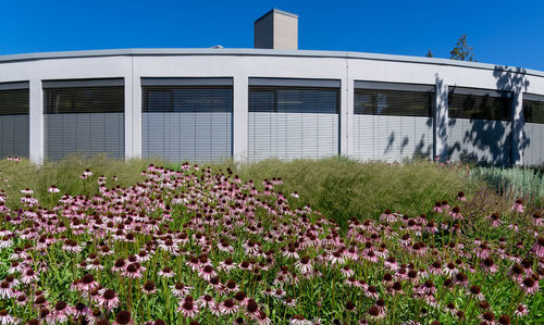 Flowering plants on field by building against clear sky