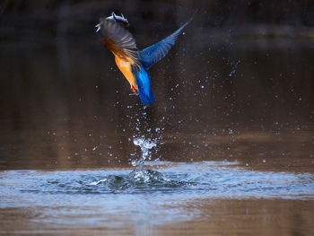 Close-up of bird flying over water