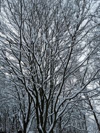 Bare trees against sky