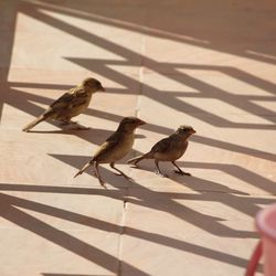 Close-up of bird perching on shadow