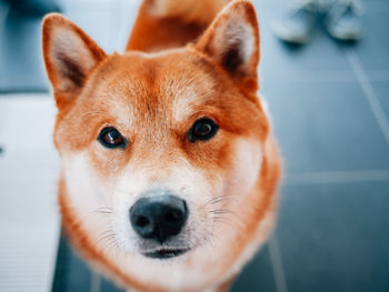 Close-up portrait of dog