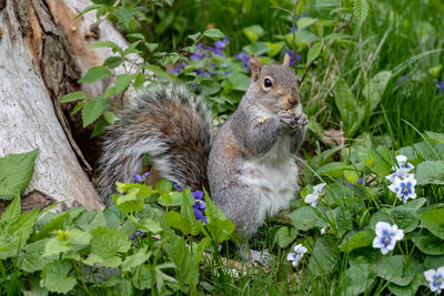 Close-up of squirrel on plants