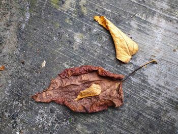 High angle view of maple leaf on wood