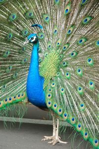 Close-up of peacock