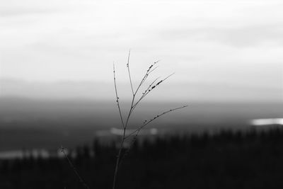 Close-up of plant against sky