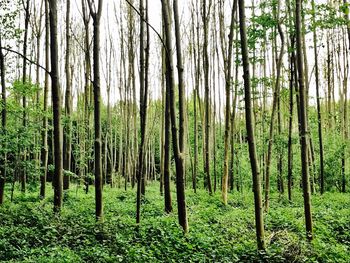 View of trees in forest