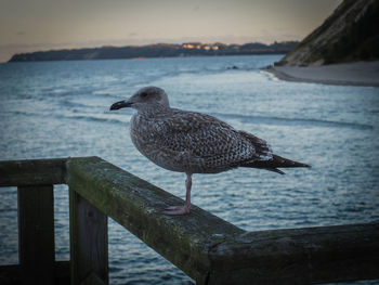 Seagull perching on wooden post