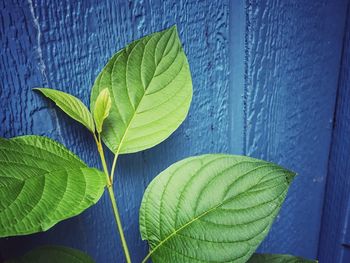 Close-up of green plant