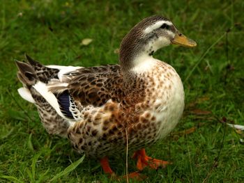 Close-up of duck on field