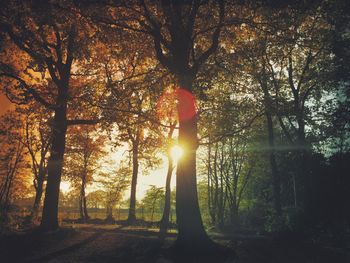 Sun shining through trees