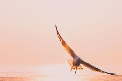 Bird flying in sky