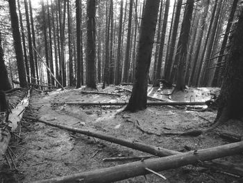 Trees growing in forest