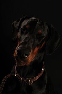 Close-up portrait of a dog over black background