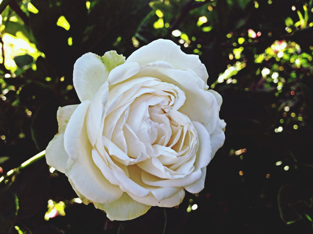 flower, rose - flower, petal, freshness, fragility, flower head, growth, close-up, beauty in nature, single flower, focus on foreground, nature, rose, blooming, plant, in bloom, white color, leaf, no people, single rose