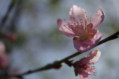 Close-up of pink flower blooming outdoors