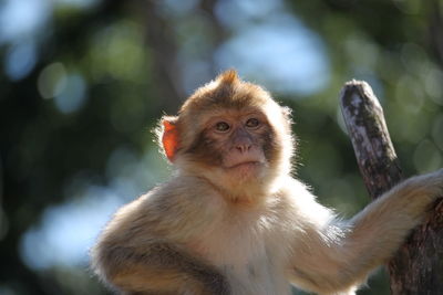 Portrait of monkey looking away