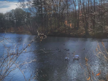 Scenic view of lake in forest