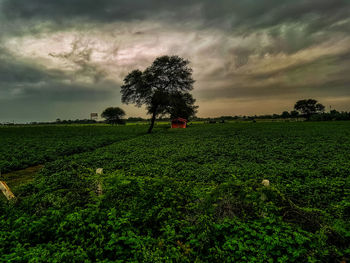 Scenic view of field against sky