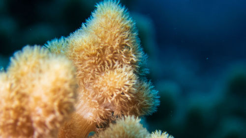 Close-up of jellyfish in sea