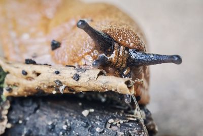 Close-up of snail on wood