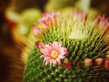 Close-up of flower against blurred background