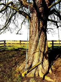 Bare tree on field against sky