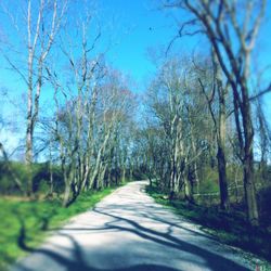 Empty road along trees