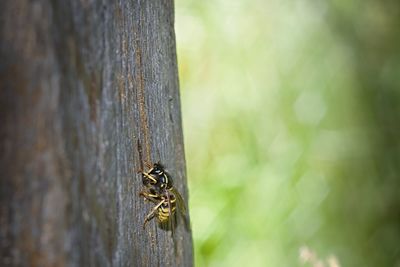 Close-up of insect on tree trunk