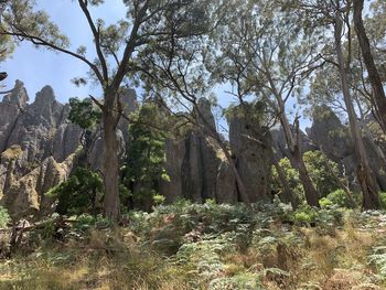 Trees growing in forest