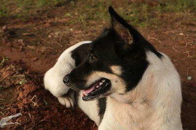 The dog was running and walking, lying in the backyard in the evening cheerfully.