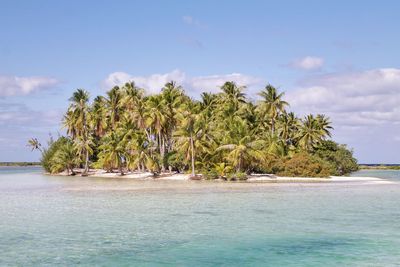 Small island of palm trees