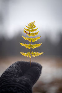 Close-up of hand holding plant