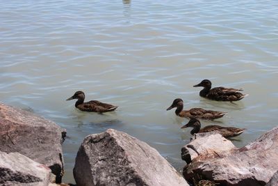 Ducks swimming on lake