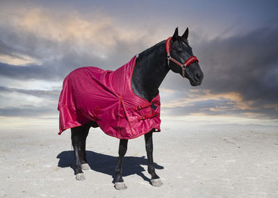 Rear view of man riding horse on road against sky during sunset