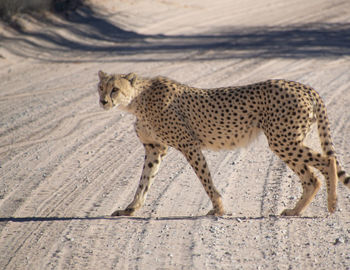 Portrait of cheetah