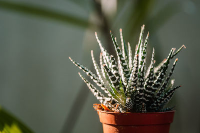 Close-up of potted cactus plant