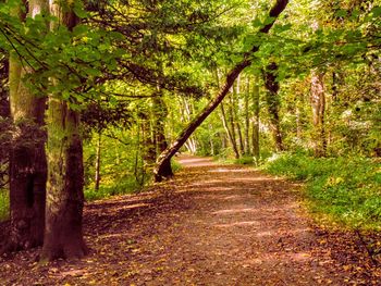 Road amidst trees in forest