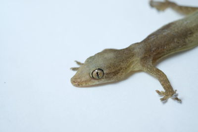 Close-up of a lizard over white background